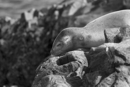 South American fur seals (Arctocephalus australis) resting on the rocksの写真素材