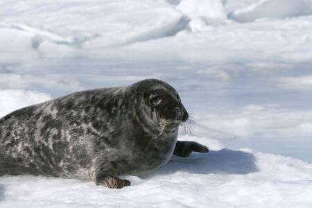 Grey seal (Halichoerus grypus) in the Canadian arcticの写真素材