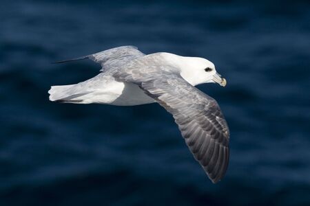 Fulmar (Fulmaris glacialis) flying over the Denmark Straitの写真素材