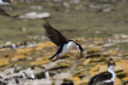 King cormorant (Phalacrocorax atriceps) preparing to land at its nest with nesting material at Saunders Island, Falkland Islandsの写真素材