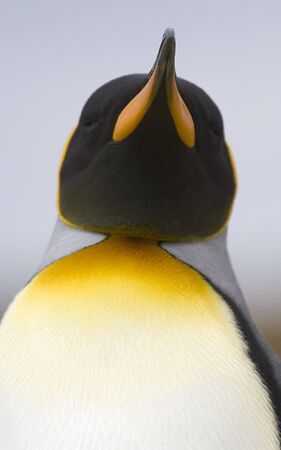 Close-up of king penguin (Aptenodytes patagonicus) at Volunteer Point, Falkland Islandsの写真素材