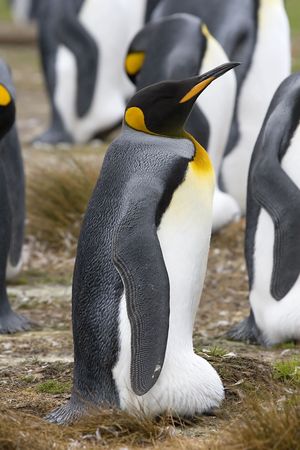 King penguin (Aptenodytes patagonicus) incubating an egg at Volunteer Point, Falkland Islandsの写真素材