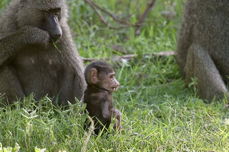 Olive baboons (Papio anubis) in Lake Manyara National Park, Tanzania