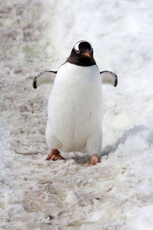 Gentoo penguin (Pygoscelis papua) walking on Goudier Island, Antarcticaの写真素材