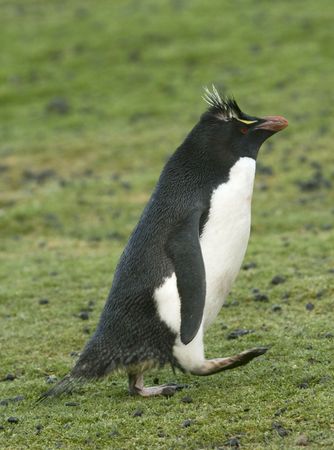 Rockhopper penguins (Eudyptes chrysocome) on the Falkland Islandsの写真素材