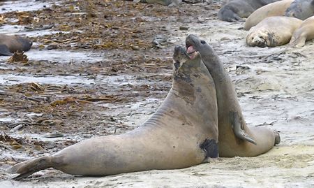 Two young southern elephant seal bulls (Mirounga leonina) fighting at the beach on Seal Lion Island, Falkland Islandsの写真素材