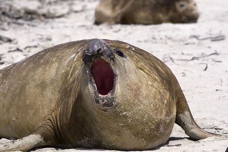 Young southern elephant seal bull (Mirounga leonina) roaring on the beach on Seal Lion Island, Falkland Islandsの写真素材
