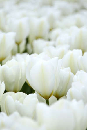 White tulips in the Netherlandsの写真素材