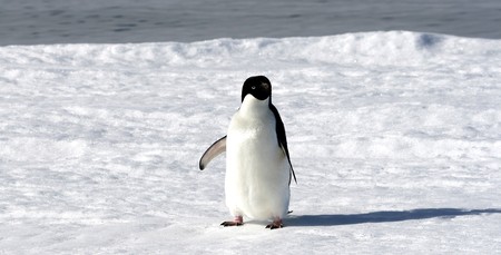 Adelie penguin (Pygoscelis adeliae) on the sea ice in the Weddell Sea, Antarcticaの写真素材