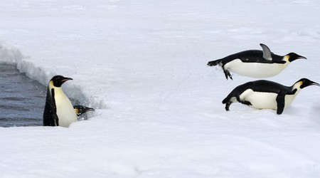 Emperor penguins (Aptenodytes forsteri) jumping out of the water onto the ice in the Weddell Sea, Antarcticaの写真素材