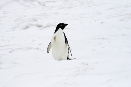 Adelie penguin (Pygoscelis adeliae) standing on the ice at Devil Island, Antarcticaの写真素材