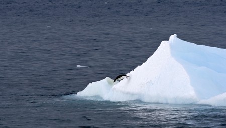 Adelie penguin (Pygoscelis adeliae) jumping off an icebergの写真素材