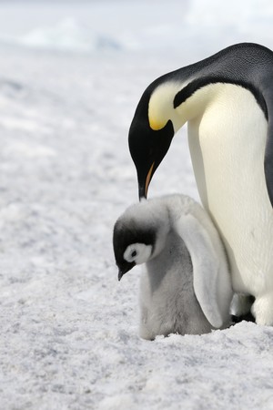Emperor penguins (Aptenodytes forsteri) on the ice in the Weddell Sea, Antarcticaの写真素材