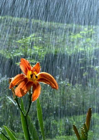 Wild lily photographed on a day of rainNatura, の写真素材