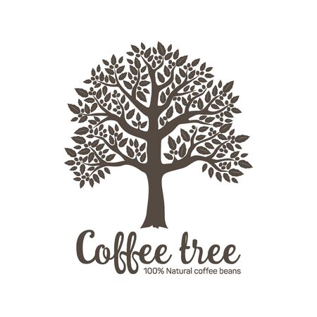 Hand drawn graphic tree with coffee beans.のイラスト素材