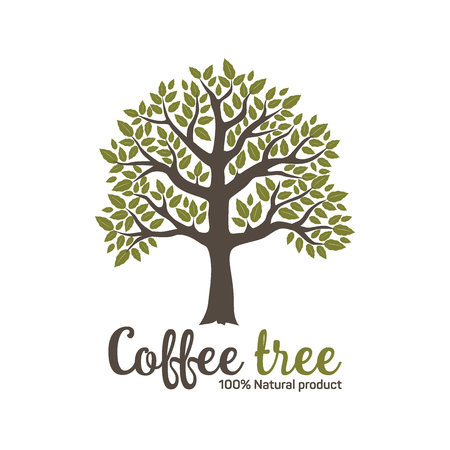Hand drawn graphic coffee tree with green leaves.のイラスト素材