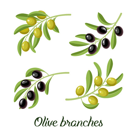Vector set of realistic olive branches with green and black olives. Vector illustration for labels, packs, logo design.のイラスト素材