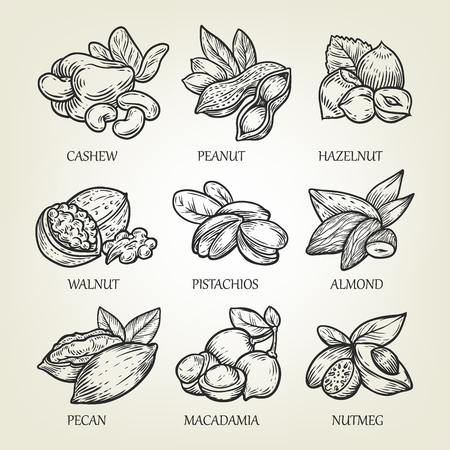 Sketch of different kinds of nuts. Vector illustration with isolated kernels collection.のイラスト素材