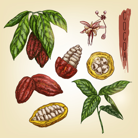 Sketch of cocoa elements. Vector colourful chocolate ingredient. Realistic icons of sweet plant are good for a  , banner, flyer design or advertising cacao products.の写真素材