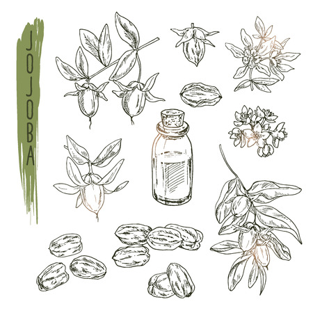 Set of jojoba elements. Vector realistic sketch of organic plant is good for a logo, banner, flyer creation or advertising medicinical, beauty and spa products.のイラスト素材