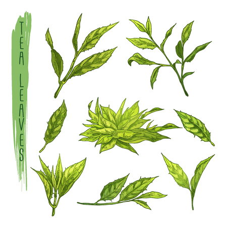 Colourful set of tea leaves elements. Vector set with silhouettes of herb branches. Realistic icons of plant stems are use for a logo, banner, poster creation or advertising of beverage.のイラスト素材