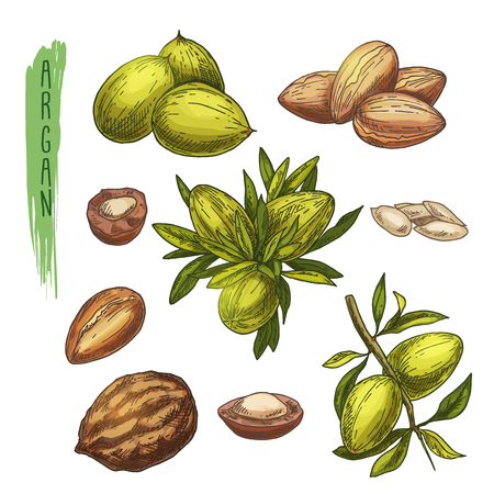 Colorful set of argan tree elements.のイラスト素材