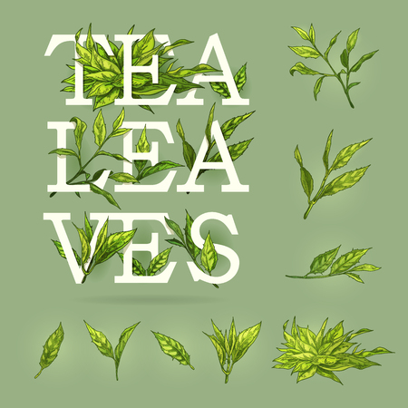 Colorful banner of tea with leaves elements and text vector illustration. Realistic icons of plant stems good for icon, banner, poster creation or advertising of beverages.のイラスト素材