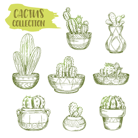 Set of isolated sketches of cactus. Hand drawn succulent desert plant cacti. Mexican or american prickly plant in green watercolor. Pot with south flora. Botany and vintage themeのイラスト素材