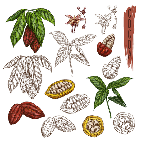 Set of isolated cocoa plants with leaf. Cacao sketch or chocolate plant fetus. Coffee packaging or organic food illustration. Branch of drink ingredient,natural and tropical fruit beans. Confectioneryのイラスト素材