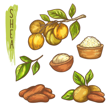 Sketch of shea nut and isolated hand drawn shea butter. Vitellaria paradoxa plant, karite or shi fetus for sheabutter, skincare product and organic lotion, natural soap. Plant with leaf closeup.Natureのイラスト素材