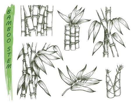 Set of isolated sketches of bamboo stalkのイラスト素材