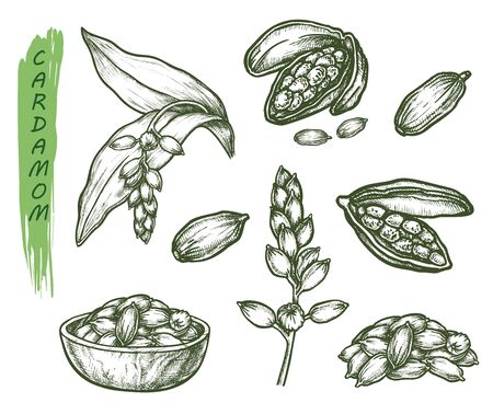 Cardamom herb sketch, seasoning spice and botanical plant vector illustration. Hand drawn cardamom, cardamon or cardamum seeds, vegetarian healthy food and cooking ingredient package designのイラスト素材