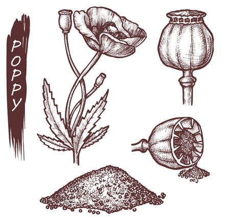 Poppy seeds and flower sketch, vector cooking herbs and spice seasonings package design. Hand drawn poppy seed pods, culinary and dessert confectionery flavoring ingredient botanical illustrationのイラスト素材