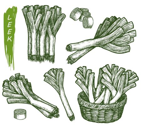 Sketch leek plant, salad and spice, food cookingのイラスト素材