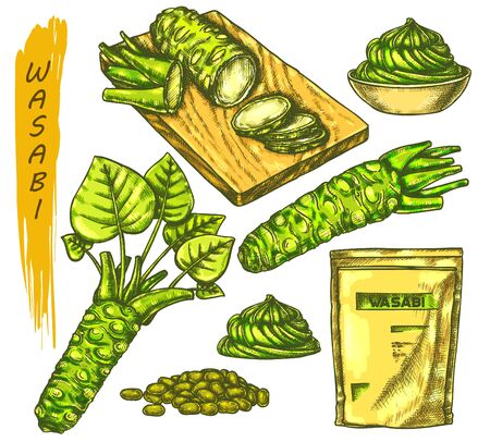 Vector color sketch for wasabi or japanese sashimi, sushi and horseradish root. Drawing with cutting board, sauce spill, grater or rasp, seeds, spice plant tuber. Japan food and asian vegetable, spiceのイラスト素材