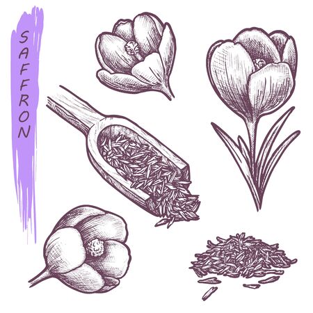 Saffron sketch, vector aroma herbs and culinary spice seasonings. Hand drawn saffron flower dried threads in scoop, herbal condiments, flavoring and spice ingredients, botanical illustration plantのイラスト素材