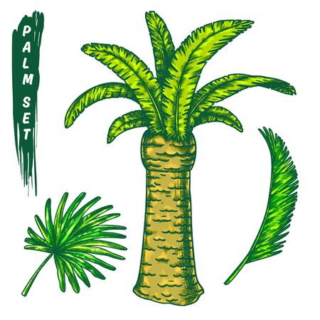 The chilean wine palm with leaves outlineのイラスト素材