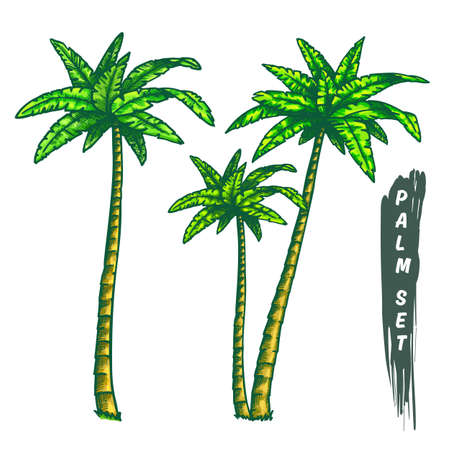Set of isolated coconut palm tree in colorのイラスト素材