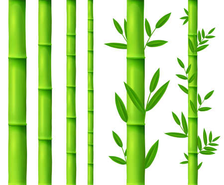 Bamboo tree leaves and plant, sticks or sproutsのイラスト素材