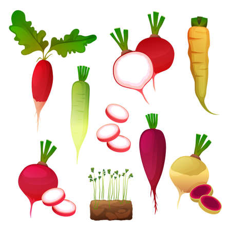 Set of food from radish, vegetable productsのイラスト素材