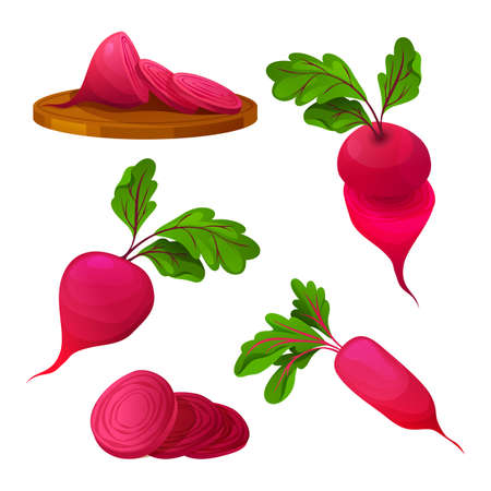 Vector beetroot icons set. Red and fresh beet for vegetarian eating and cooking. Isolated purple...