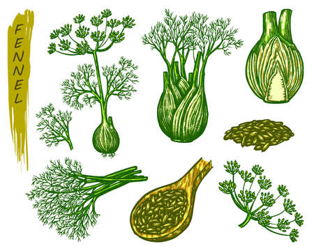 Fennel sketch elements, fresh and dry spice or culinary seasoning. Hand drawn icons of organic natural plant, branch with root, blossom and seeds. Aromatic cooking ingredient, vegetarian product.のイラスト素材
