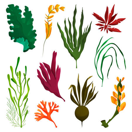 Seaweed or kelp elements, water plants set. Tropical algae icons for summer card or banner decoration. Colorful marine objects. Sea or ocean flora, water ecosystem, underwater life.のイラスト素材
