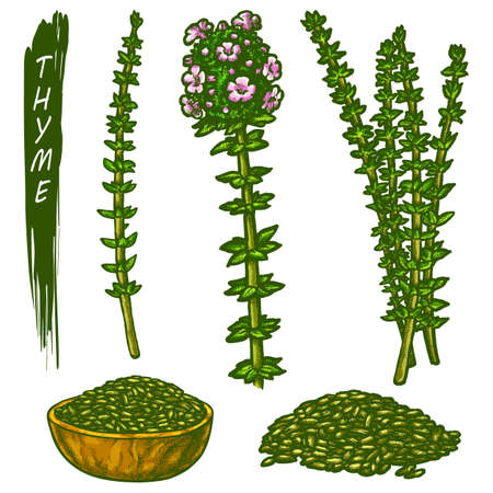 Sketch of thyme plant. Vector icons of fresh and dried thyme herb or spice. Hand drawn seasonings and condiments. Flavoring or ingredient for cooking food. Culinary and botanical themeのイラスト素材