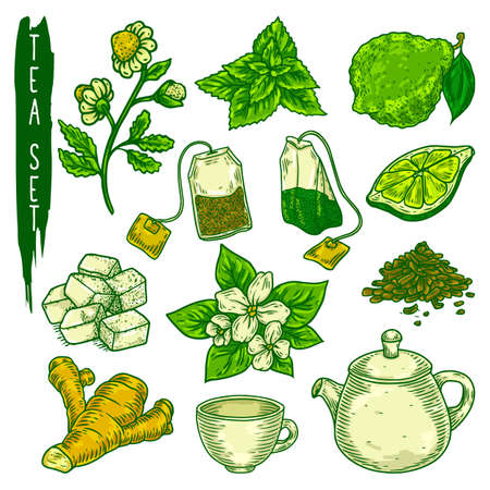 Tea elements sketch in color. Vector icon of teapot, bags, cup, sugar, ginger root, bergamot and dry leaves, fresh mint, jasmine and chamomile flowers. Plants for tea drinking or tea break.のイラスト素材