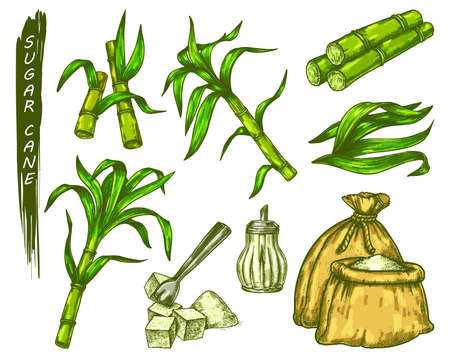 Sugarcane sketch icons in color. Vector elements of sugar cane grass, stalk with leaves, sugar in a bag and bowl, refined or pressed sugar. Sweet cooking ingredient or supplement, sweetener.のイラスト素材