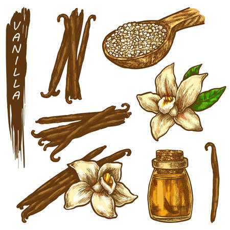 Vanilla sketch elements. Hand drawn vanilla flower, dried beans, aroma oil bottle, spice powder. Herbal condiment or flavoring, cooking ingredient. Vector aromatic herb or culinary spice seasoning.のイラスト素材