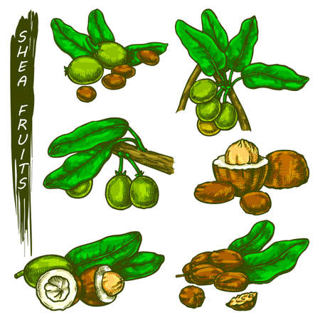 Shea fruit or nut sketch. Vector icons of shea tree plant, ripe seeds, branch and leaves elements. Ingredient of eco food and cosmetics products, spa therapy, beauty treatment. Body care and healthのイラスト素材