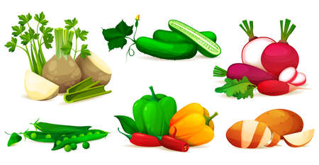 Vegetable composition, set. Realistic icons of fresh vegetables, whole and sliced. Celery root, cucumber, radish, peas, potatoes, peppers, chili or paperoni. Vegetarian nutrition organic farm productのイラスト素材