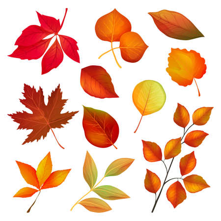 Decorative autumn leaves and twigs, vector setのイラスト素材